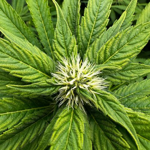 Frozen Black Cherry growlog timeline photo