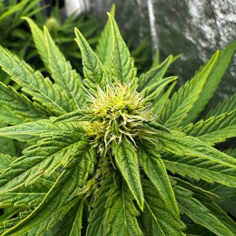 Frozen Black Cherry growlog timeline photo