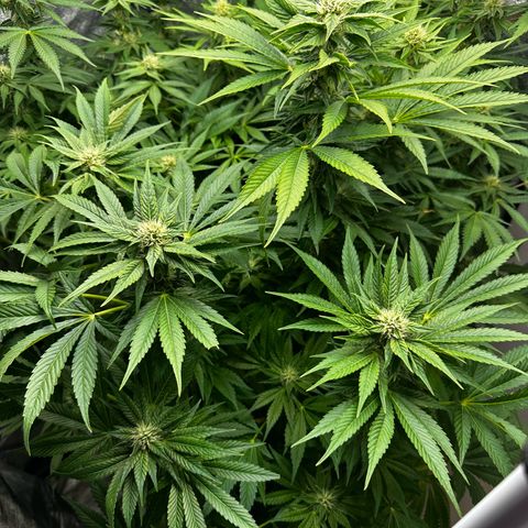 Frozen Black Cherry growlog timeline photo