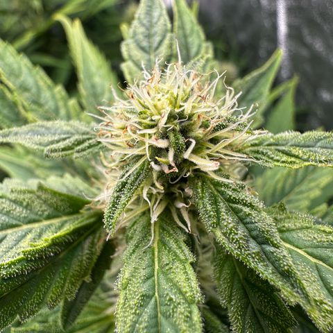 Frozen Black Cherry growlog timeline photo