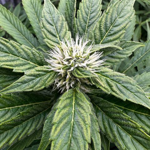Frozen Black Cherry growlog timeline photo
