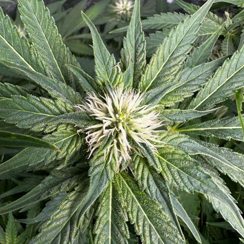 Frozen Black Cherry growlog timeline photo
