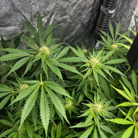 Frozen Black Cherry growlog timeline photo