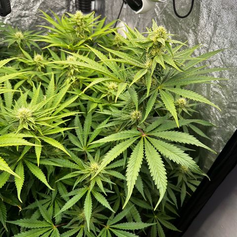 Frozen Black Cherry growlog timeline photo