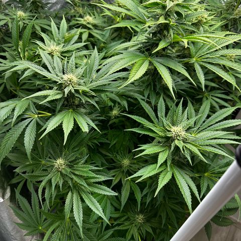 Frozen Black Cherry growlog timeline photo