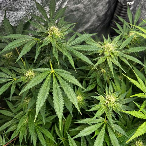 Frozen Black Cherry growlog timeline photo