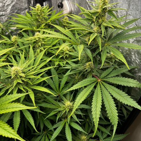 Frozen Black Cherry growlog timeline photo