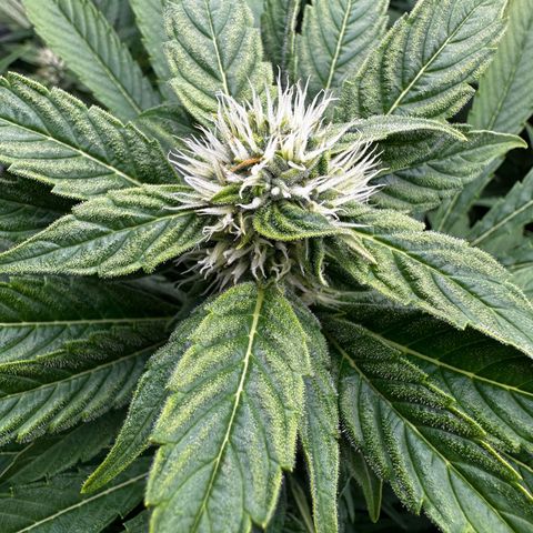 Frozen Black Cherry growlog timeline photo