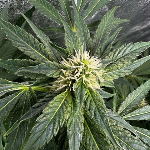 Frozen Black Cherry growlog timeline photo