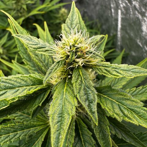 Frozen Black Cherry growlog timeline photo