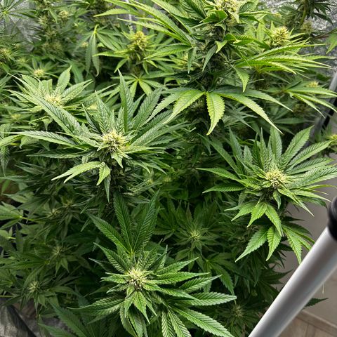 Frozen Black Cherry growlog timeline photo