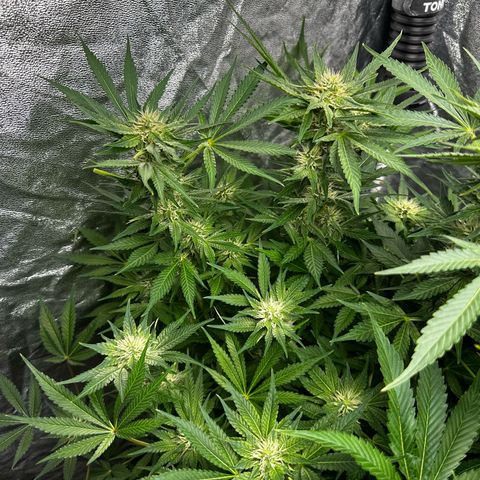 Frozen Black Cherry growlog timeline photo