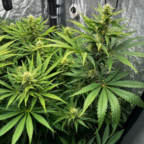 Frozen Black Cherry growlog timeline photo