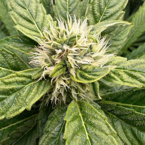 Frozen Black Cherry growlog timeline photo