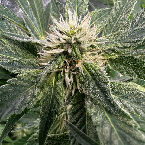 Frozen Black Cherry growlog timeline photo