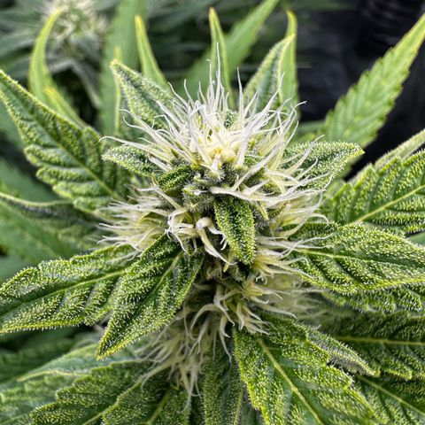 Frozen Black Cherry growlog timeline photo