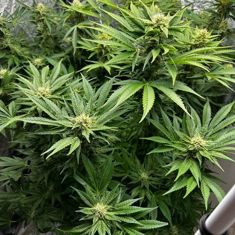 Frozen Black Cherry growlog timeline photo