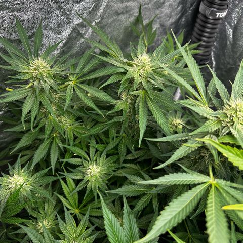 Frozen Black Cherry growlog timeline photo