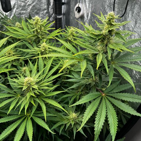 Frozen Black Cherry growlog timeline photo