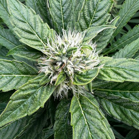 Frozen Black Cherry growlog timeline photo