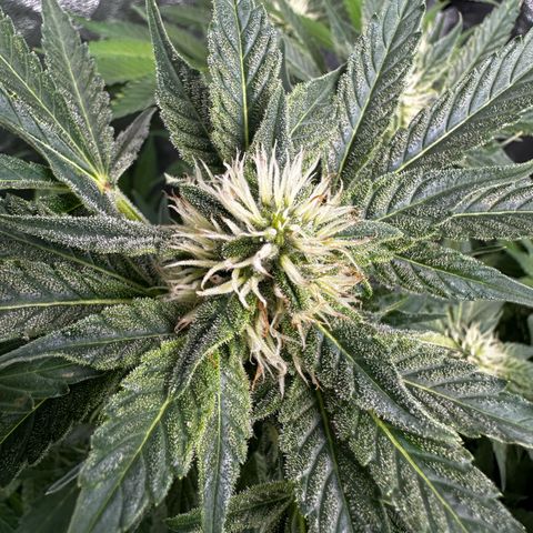 Frozen Black Cherry growlog timeline photo