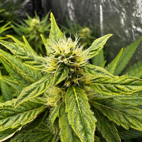 Frozen Black Cherry growlog timeline photo