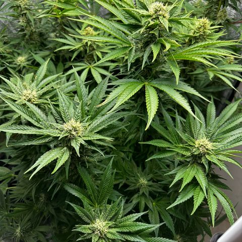 Frozen Black Cherry growlog timeline photo