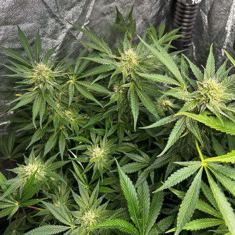 Frozen Black Cherry growlog timeline photo