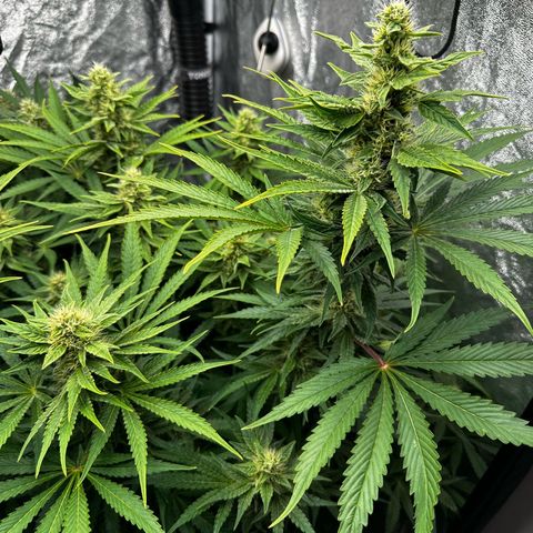 Frozen Black Cherry growlog timeline photo