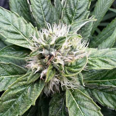 Frozen Black Cherry growlog timeline photo