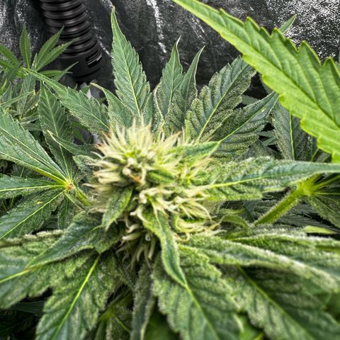 Frozen Black Cherry growlog timeline photo
