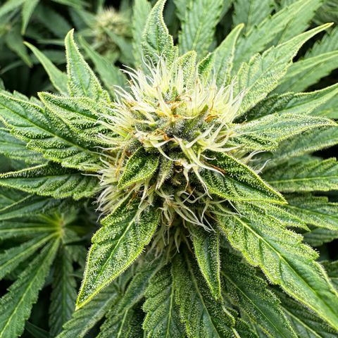 Frozen Black Cherry growlog timeline photo