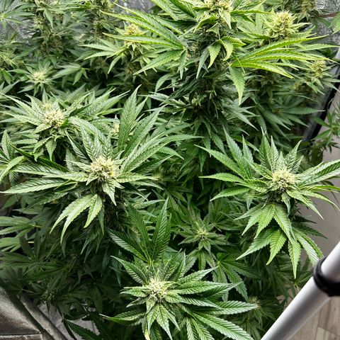 Frozen Black Cherry growlog timeline photo