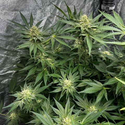 Frozen Black Cherry growlog timeline photo