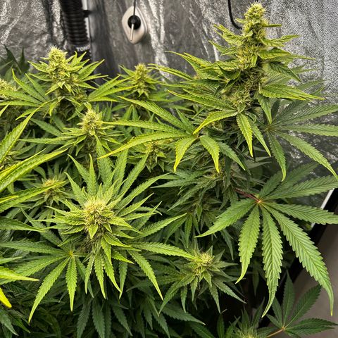 Frozen Black Cherry growlog timeline photo