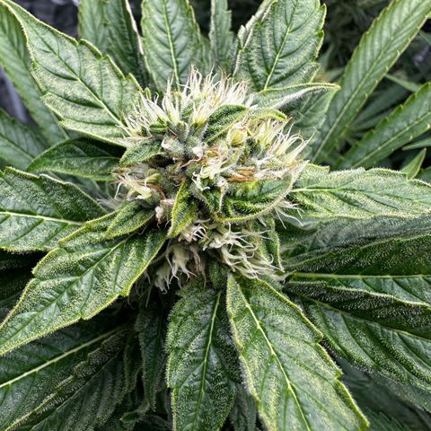 Frozen Black Cherry growlog timeline photo