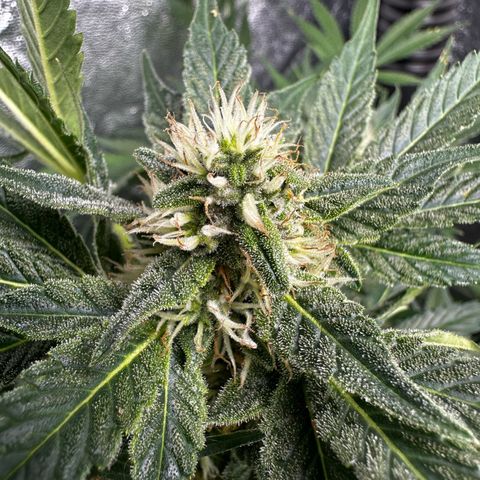 Frozen Black Cherry growlog timeline photo