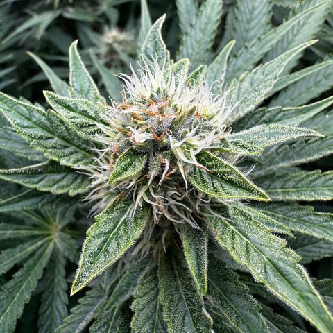 Frozen Black Cherry growlog timeline photo