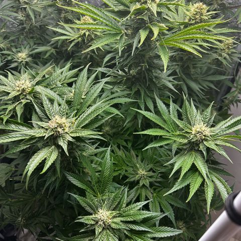 Frozen Black Cherry growlog timeline photo