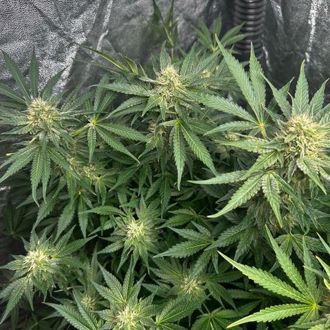 Frozen Black Cherry growlog timeline photo