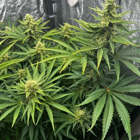 Frozen Black Cherry growlog timeline photo