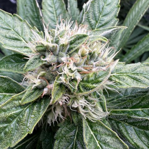 Frozen Black Cherry growlog timeline photo