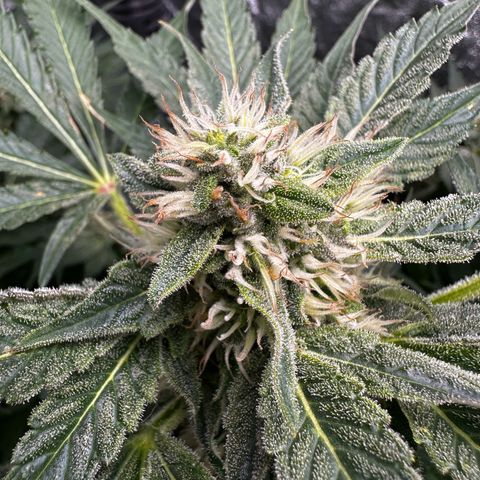 Frozen Black Cherry growlog timeline photo