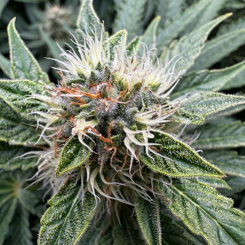Frozen Black Cherry growlog timeline photo