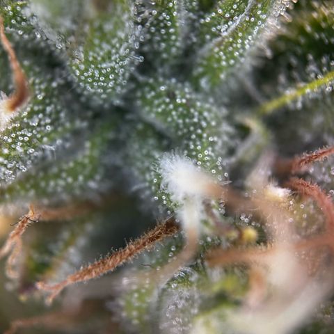 Frozen Black Cherry growlog timeline photo