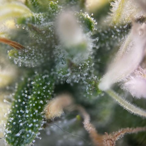 Frozen Black Cherry growlog timeline photo