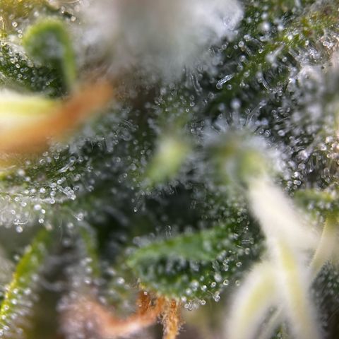 Frozen Black Cherry growlog timeline photo