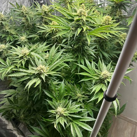 Frozen Black Cherry growlog timeline photo