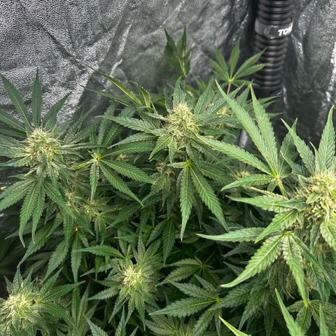 Frozen Black Cherry growlog timeline photo