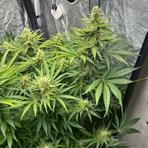 Frozen Black Cherry growlog timeline photo